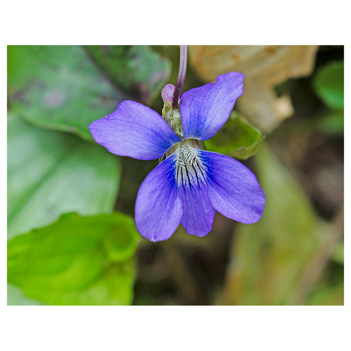 Blue Violet Viola Odorata  Flower Seeds for Planting | Heirloom Non-GMO High Germination Organic Garden Seeds | Neera Seeds product photo [neera-v4-f403a6b24c6d1ea4047c]