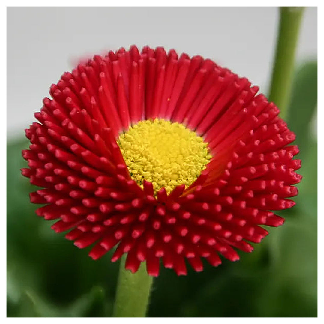 Red Bellis Flower Seeds for Planting - Heirloom Non-GMO High Germination Organic Garden Seeds | Neera Seeds product photo [neera-v4-f41d5e089f4f75ae3cfd]