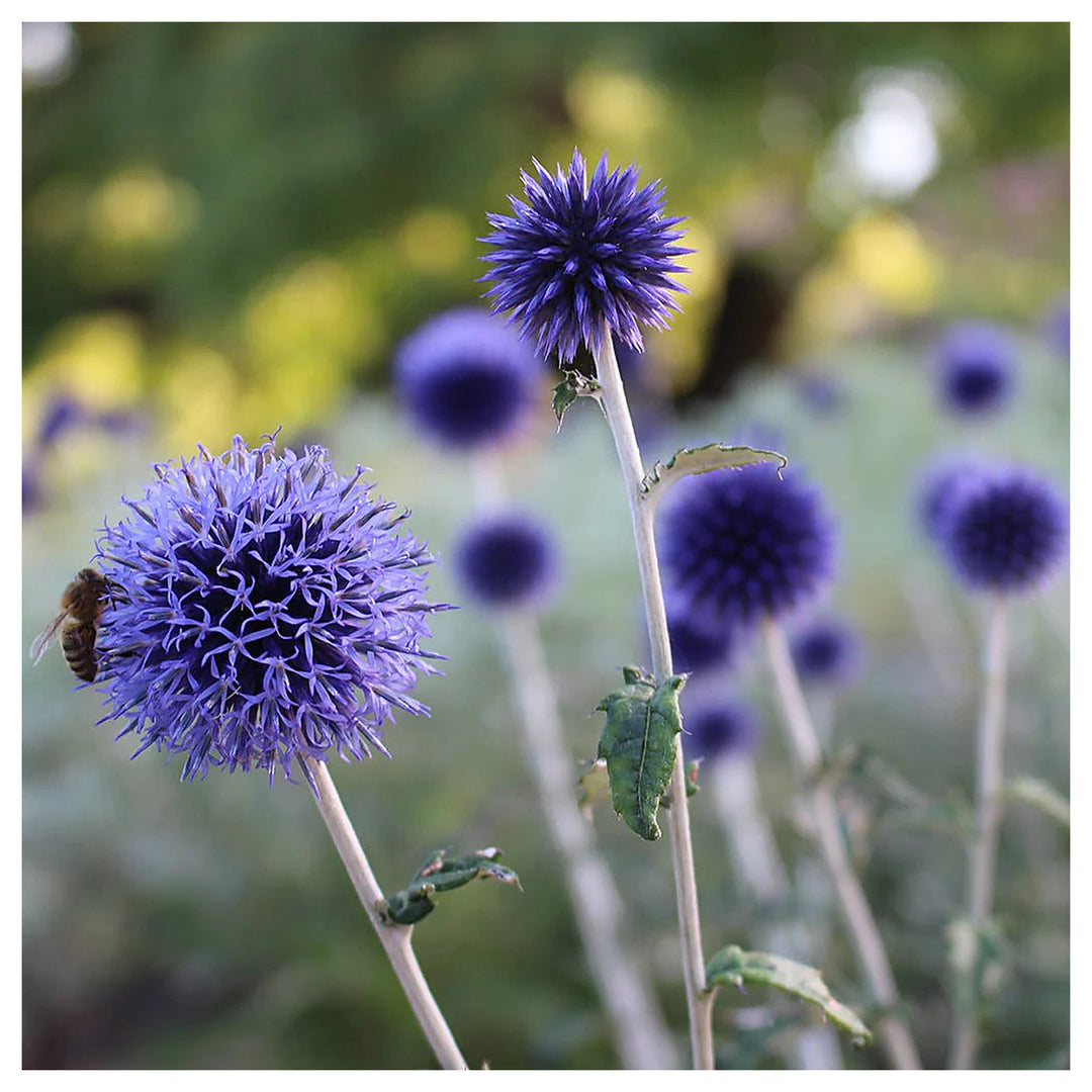 Echinops Ritro Flower Seeds – Heirloom, Non-GMO, Globe Thistle Blooms for Drought-Resistant Garden Planting | Neera Seeds product photo [neera-v4-f41fac2d26854385a843]