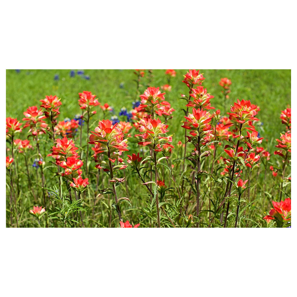 Heirloom Non-GMO Castilleja Indivisa Flower Seeds for Planting – Native Wildflower Blooming Seeds, High Germination | Neera Seeds product photo [neera-v4-f4214bce1a8eb6ecc3bc]
