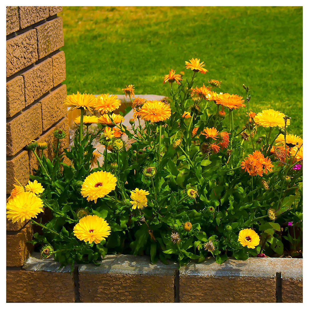 Yellow Calendula Officinalis For Planting For Flower Bed And Companion Planting Flower Seeds for | Neera Seeds product photo [neera-v4-f421eb1029f3dd1d23c1]