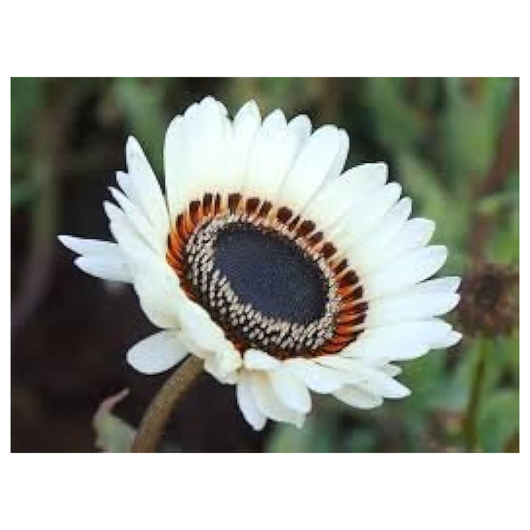 Venidium Fastuosum Monarch Planting Patio Urban Garden Flower Seeds Home Garden Planting, | Neera Seeds product photo [neera-v4-f430d7295e7fe6b993fb]
