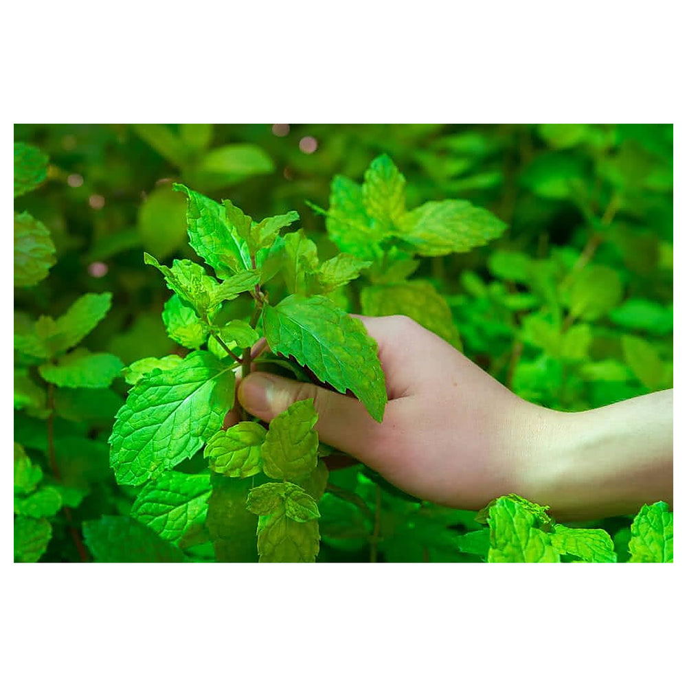 Mint Vegetable Seeds for Planting | Heirloom, Non-GMO, High Germination Organic Garden Seeds | Neera Seeds product photo [neera-v4-f43547d88c1c21ab3346]