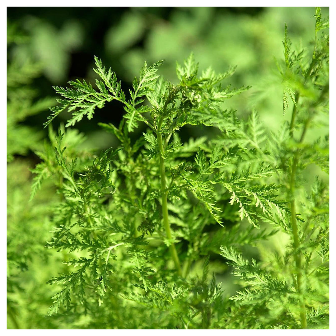 Sweet Annie Plant Seeds – Heirloom, Non-GMO, High Germination Organic Garden Seeds for Planting Unique Decorative P | Neera Seeds product photo [neera-v4-f439a4b1f67e048388cb]