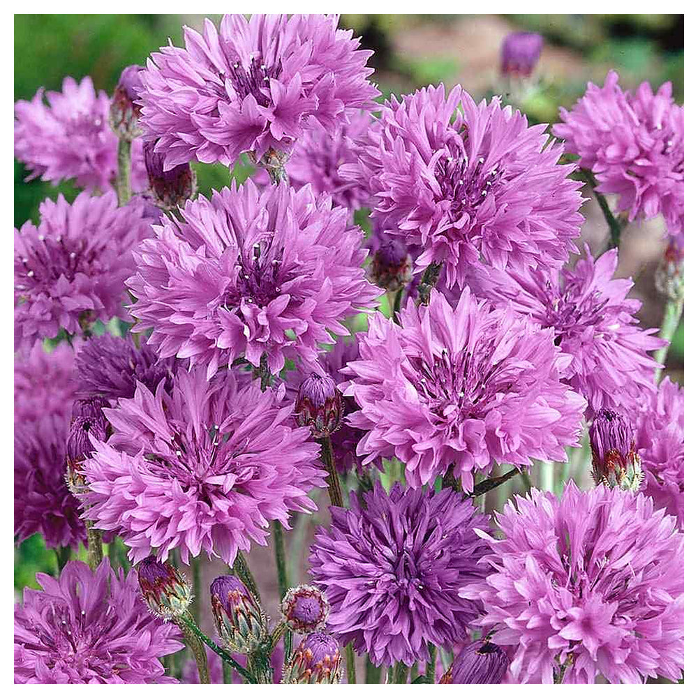 Heirloom Non-GMO Cornflower Flower Seeds for Planting – Colorful Wildflower Garden Blooms | Neera Seeds product photo [neera-v4-f43e2215e8525f530347]
