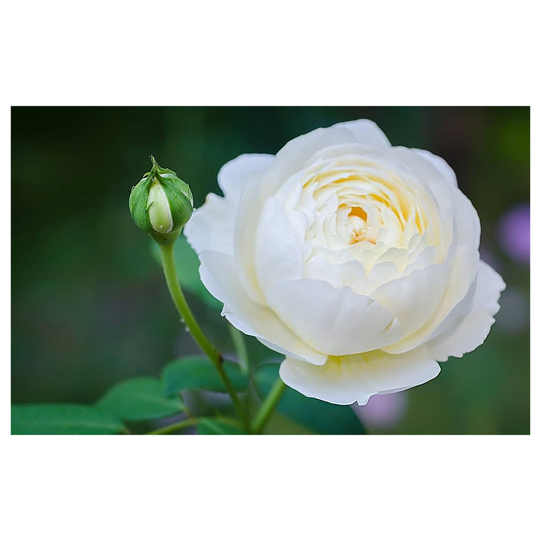 White Rose Planting Rare Home Garden Balcony Flowers Flower Seeds Home Garden Planting, | Neera Seeds product photo [neera-v4-f440cae344c2d166ee90]