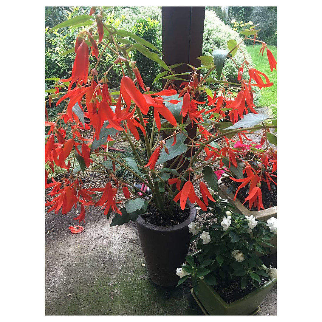Heirloom Boliviensis Flower Seeds, Non-GMO Vibrant Tuberous Blooms for Lush Garden Planting | Neera Seeds product photo [neera-v4-f4443180f6f270078c03]