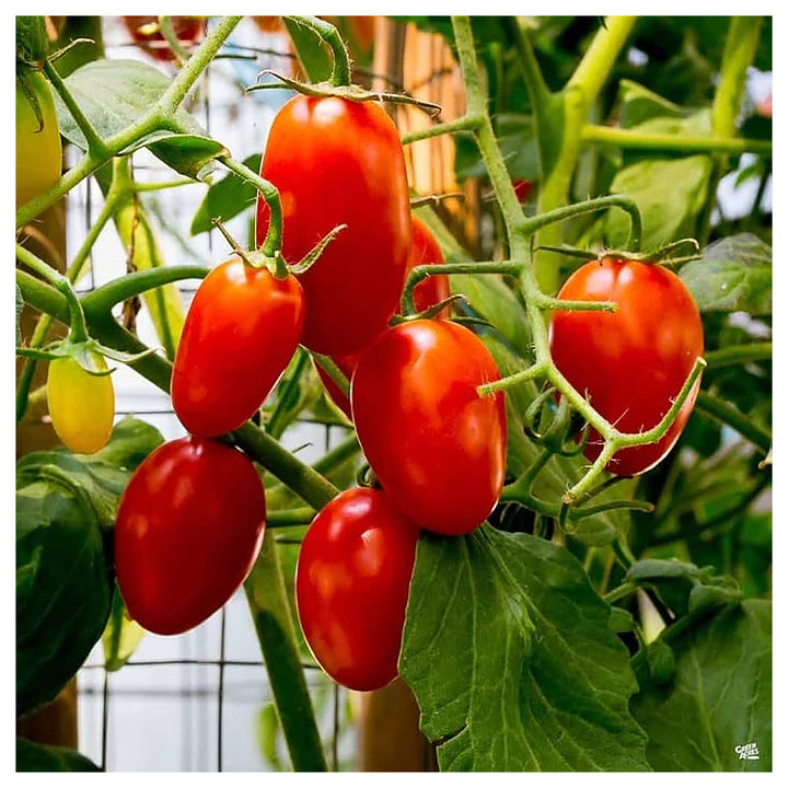 Juliet Tomato Vegetable Seeds for Planting – Heirloom, Non-GMO, High Germination Organic Garden Seeds | Neera Seeds product photo [neera-v4-f44ec5501b95c97f4a12]