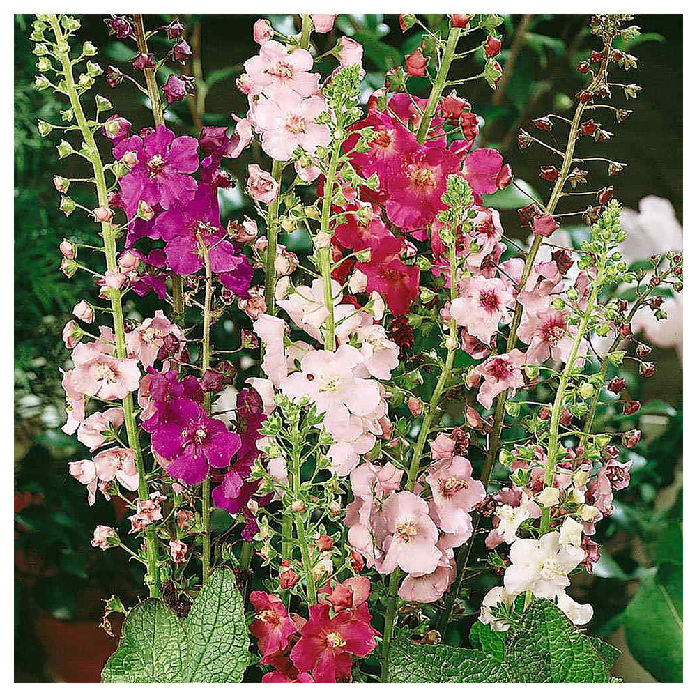 Heirloom Oxtail Verbascum Flower Seeds, Non-GMO Tall Spiked Blooms for Cottage and Wildflower Garden Planting | Neera Seeds product photo [neera-v4-f4525d9e5dbf8011a4c8]