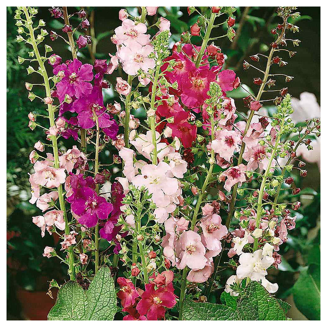 Heirloom Oxtail Verbascum Flower Seeds, Non-GMO Tall Spiked Blooms for Cottage and Wildflower Garden Planting | Neera Seeds product photo [neera-v4-f4525d9e5dbf8011a4c8]