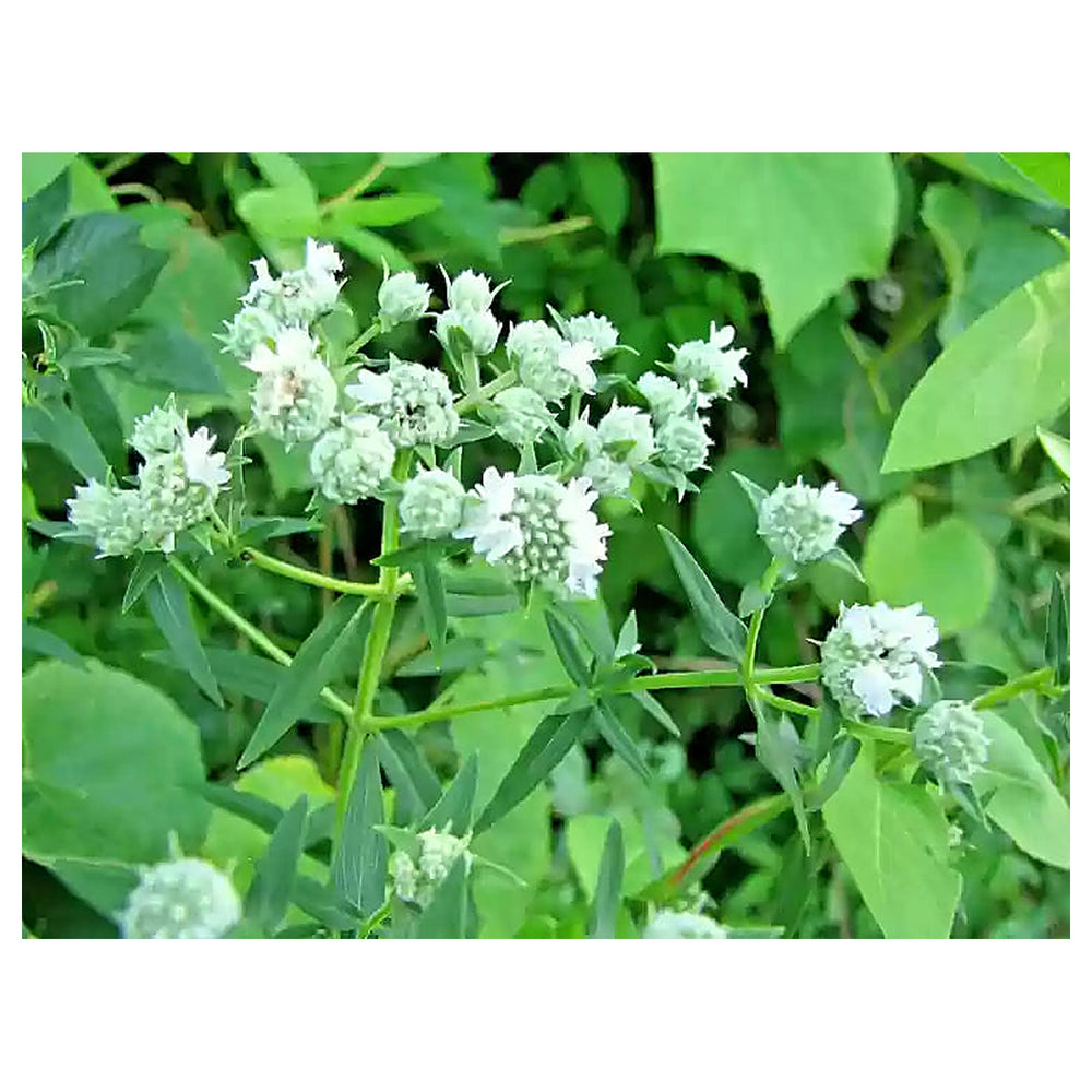 White Mountain Mint Flower Seeds for Planting - NON GMO Seeds | Neera Seeds product photo [neera-v4-f46d98229baf16c8296c]