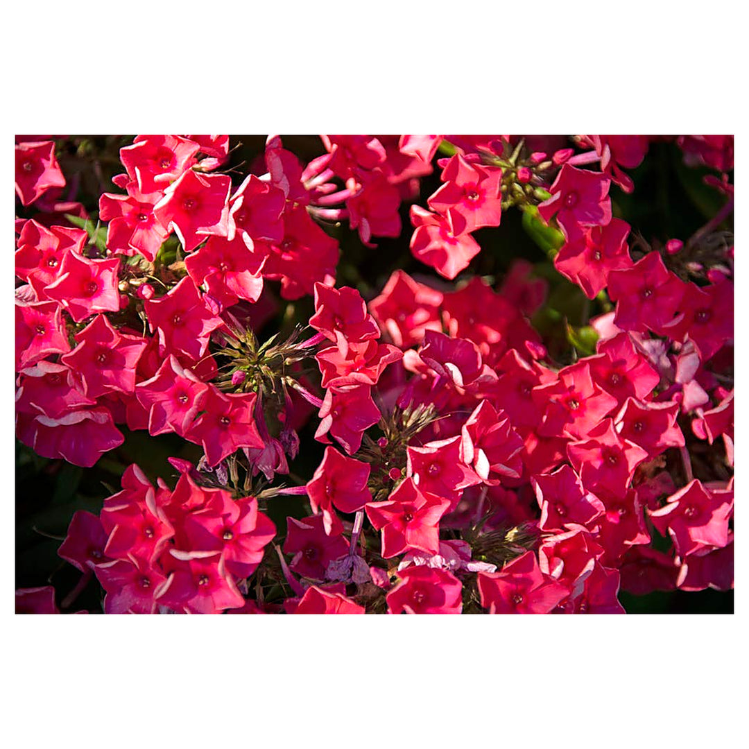 Red Phlox F St Century Hybrid Flower Seeds Home Garden Planting, Blooming Organic Blooming | Neera Seeds product photo [neera-v4-f4728b02b8d496568d7d]