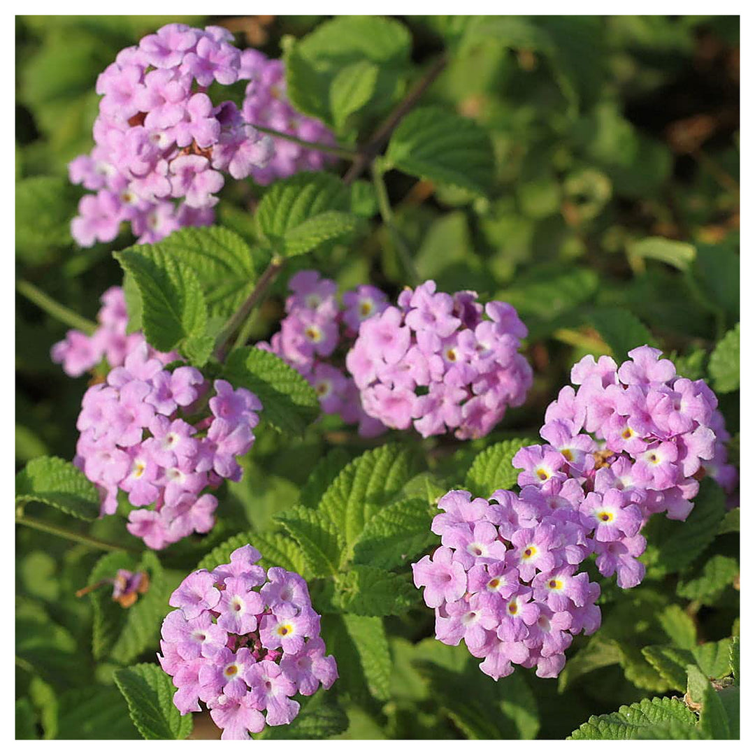 Purple Lantana Flower Seeds for Planting – Heirloom, Non-GMO, High Germination Organic Garden Seeds | Neera Seeds product photo [neera-v4-f4772e51adda06db0027]