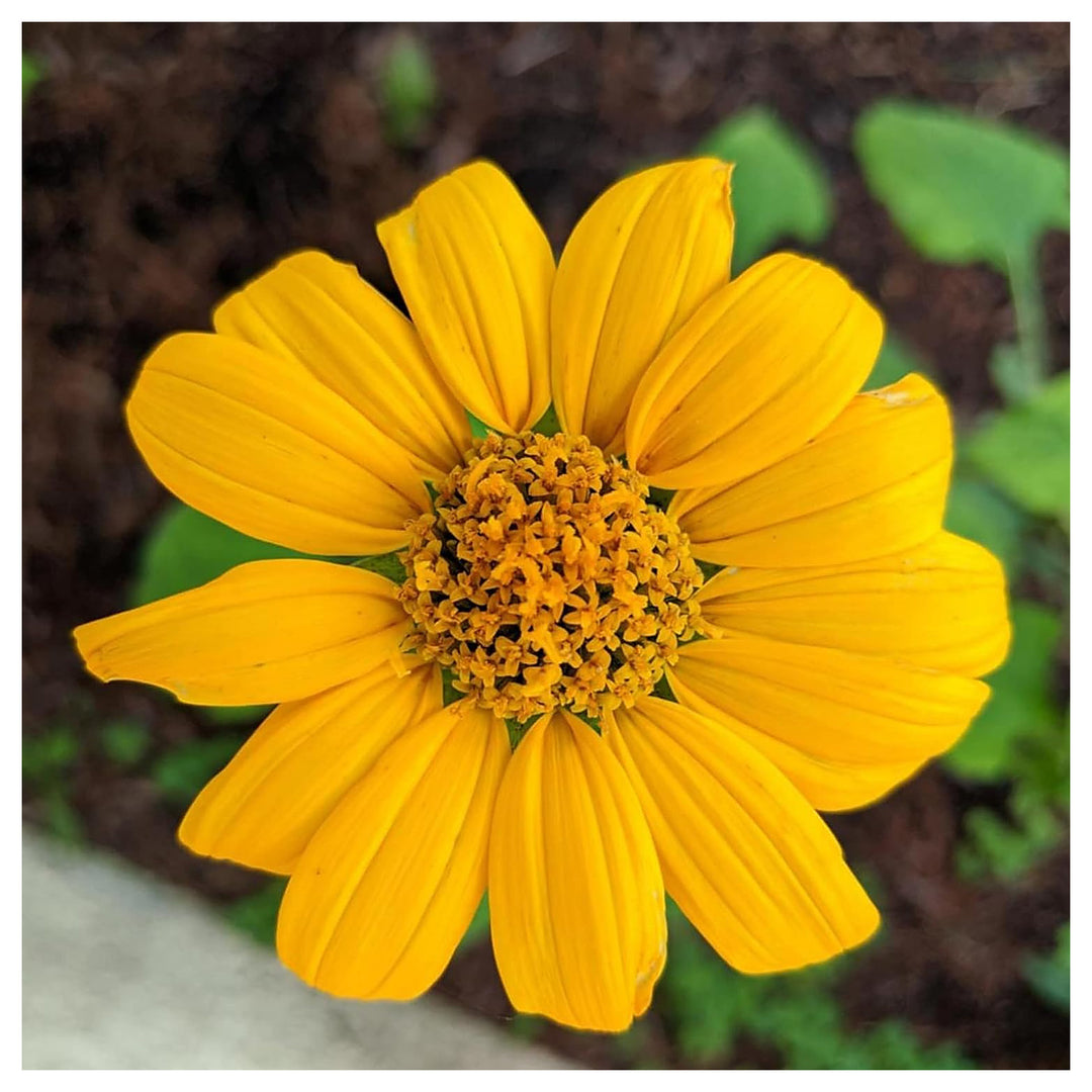 Yellow Diversifolia Flower Seeds for Planting | Neera Seeds product photo [neera-v4-f47852242c9f066ca09e]