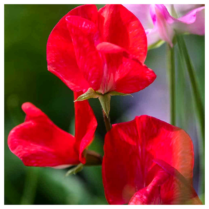 Heirloom Non-GMO Deep Red Sweet Pea Flower Seeds for Planting – Organic Garden Seeds with High Germination | Neera Seeds product photo [neera-v4-f47ca1dd13472a6890a5]