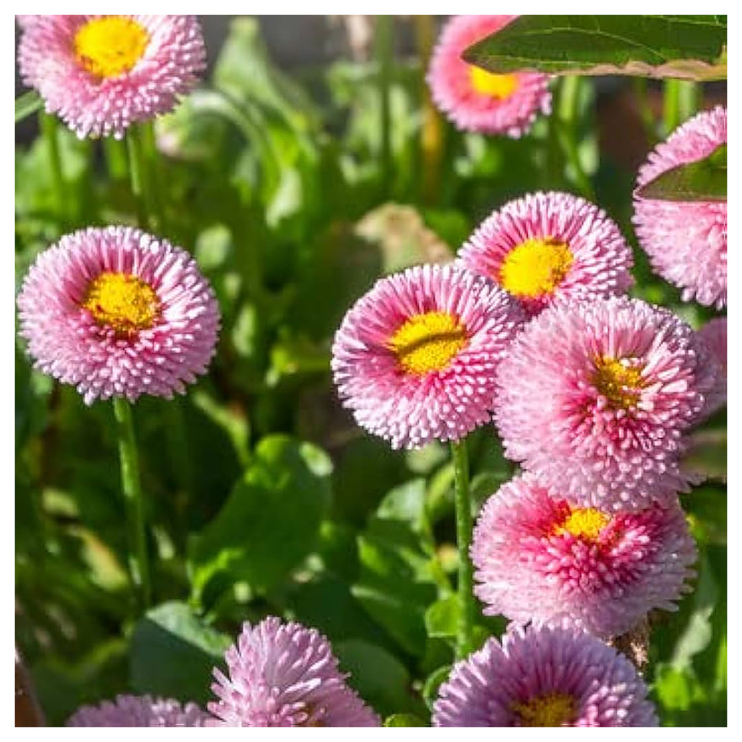 White Pink Red Blue Daisy Flower Bellis Perennis Flower Seeds for Home Garden Planting, Lush | Neera Seeds product photo [neera-v4-f47e0a4d5a1ce3d0fb19]