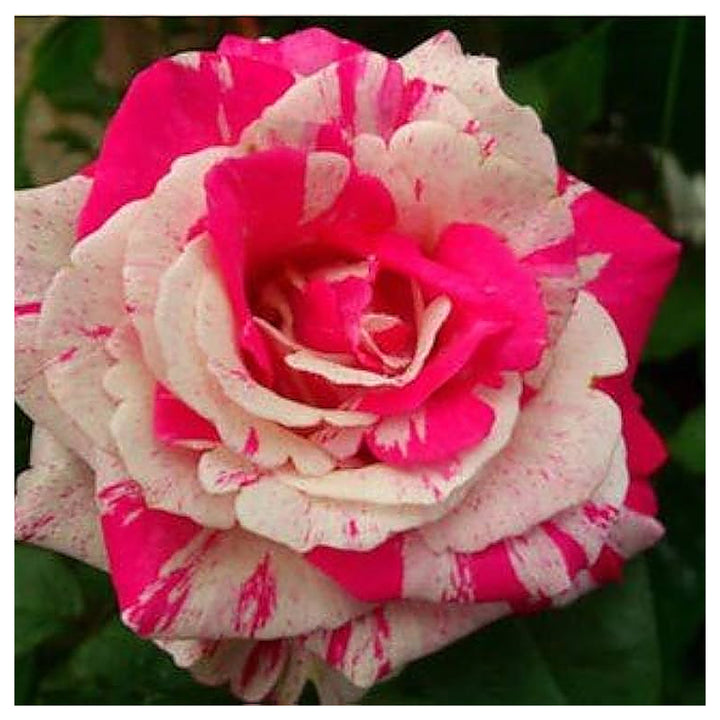 Pink White Stripe Rose Plant Seeds for Planting – Heirloom Non-GMO Organic Garden Seeds, High Germination | Neera Seeds product photo [neera-v4-f486bbaca08f0367ea2d]