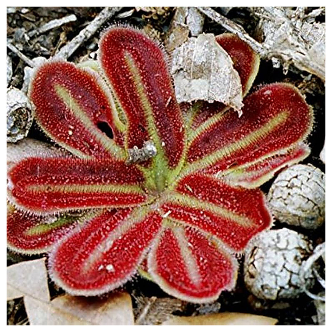 Red Extremely Rare Drosera Erythrorhiza Squamosa Ink Sundew Planting Flower Seeds Home | Neera Seeds product photo [neera-v4-f487d4bd15ea75be6889]
