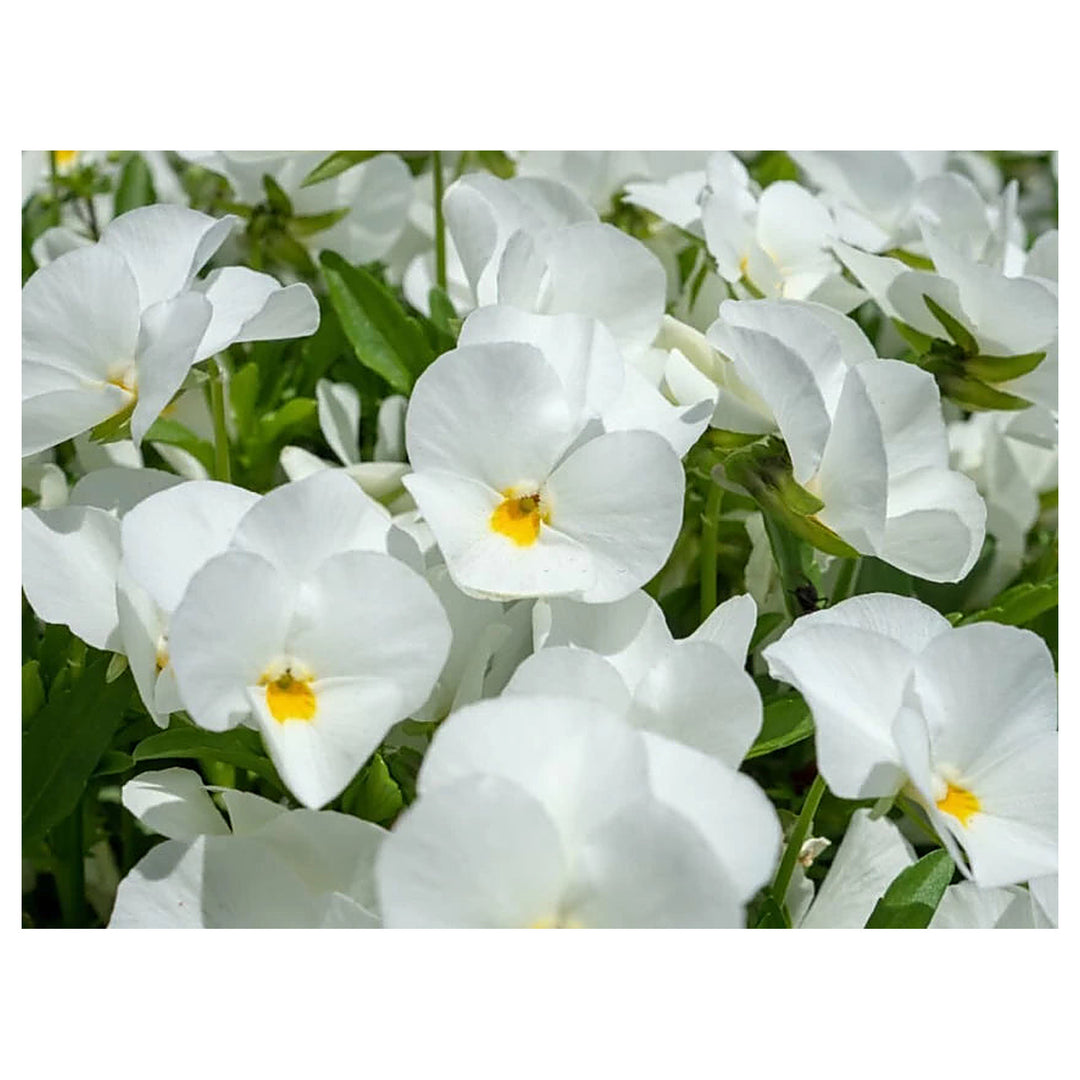 Heirloom Tricolor Pansy Flower Seeds for Planting, Non-GMO, Organic, White Blooms | Neera Seeds product photo [neera-v4-f4924aa15978e8f149d5]