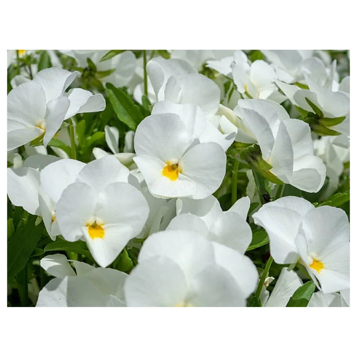 Heirloom Tricolor Pansy Flower Seeds for Planting, Non-GMO, Organic, White Blooms | Neera Seeds product photo [neera-v4-f4924aa15978e8f149d5]