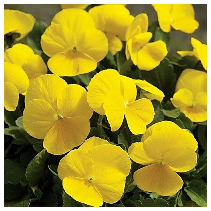 Gold Pansy Viola Tricolor Planting Flower Bed Flower Seeds Home Garden Planting, Fragrant | Neera Seeds product photo [neera-v4-f49af26dcd5cc738e232]