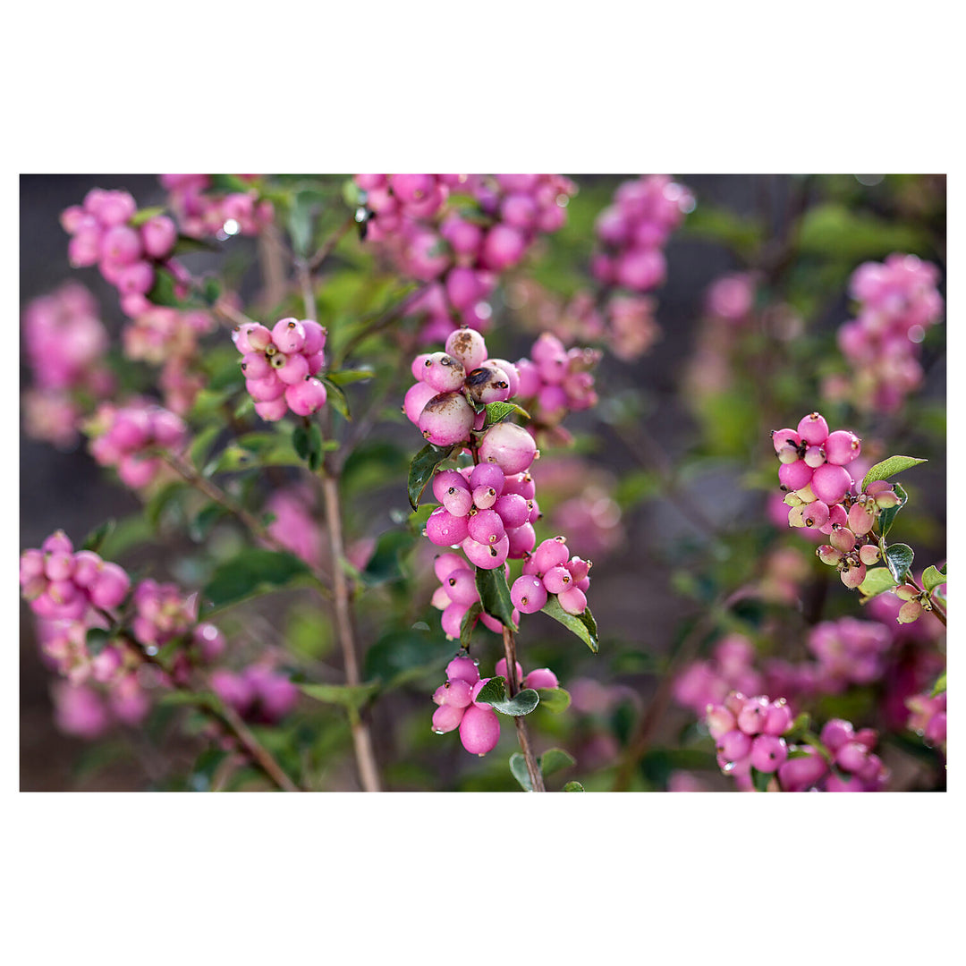 Heirloom Non-GMO Coralberry Flower Seeds for Planting – Colorful Ornamental Garden Blooms | High Germination | Neera Seeds product photo [neera-v4-f49c4c69eb93e019176a]