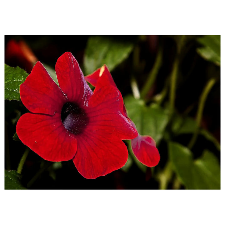 Heirloom Thunbergia Alata Black-Eyed Susan wildflower seed for planting - Non-GMO seeds | Neera Seeds product photo [neera-v4-f49f4c67f16d9af1e9fe]