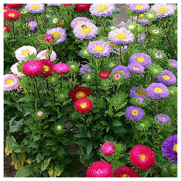 Mixed Asters Heirloom Non-GMO Seeds for Fall Planting | Neera Seeds product photo [neera-v4-f4b9d219caa4edbefa99]