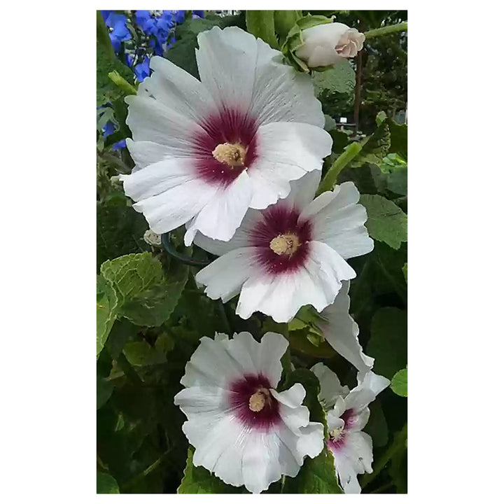 Futaba Alcea Rosea Pink &amp; Yellow Flower Seeds – Heirloom Non-GMO Seeds for Planting – High Germination Garden Seeds | Neera Seeds product photo [neera-v4-f4c7d414a23819960a6f]