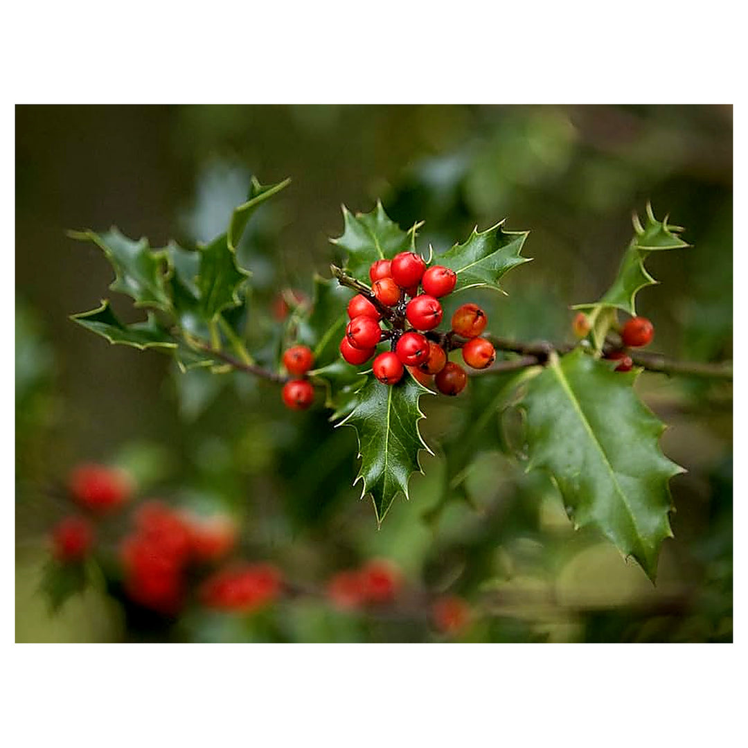 Ilex Aquifolium Holly Tree For Planting Flower Seeds for Home Garden Planting, Exotic Organic | Neera Seeds product photo [neera-v4-f4c96345524486599756]