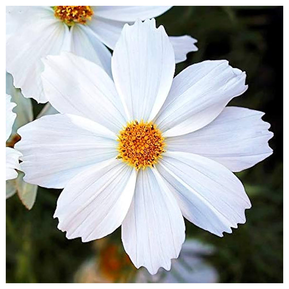 White Cosmos Flower Seeds for Planting - Heirloom Non-GMO High Germination Organic Garden Seeds | Neera Seeds product photo [neera-v4-f4ca2b83202de90cab14]