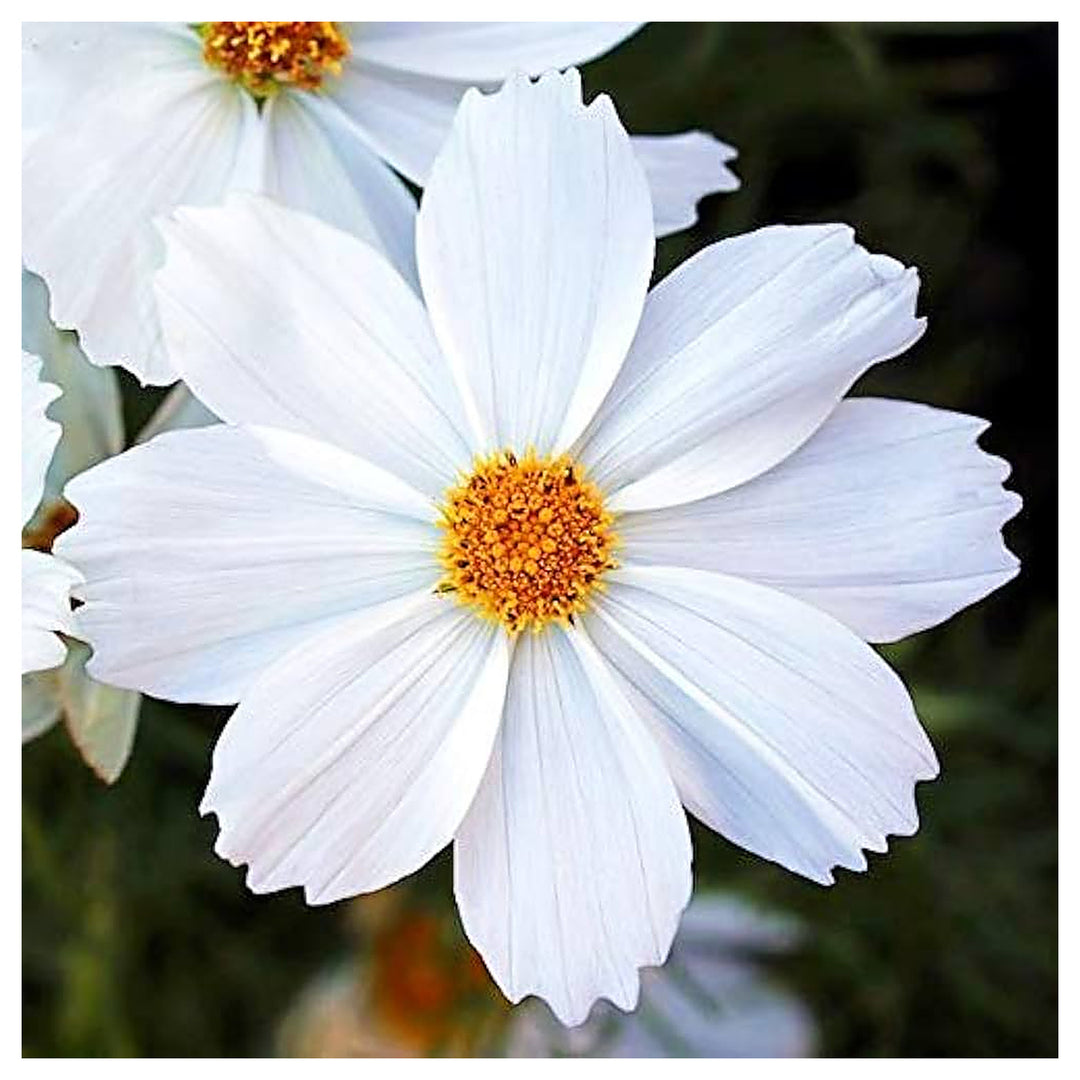 White Cosmos Flower Seeds for Planting - Heirloom Non-GMO High Germination Organic Garden Seeds | Neera Seeds product photo [neera-v4-f4ca2b83202de90cab14]