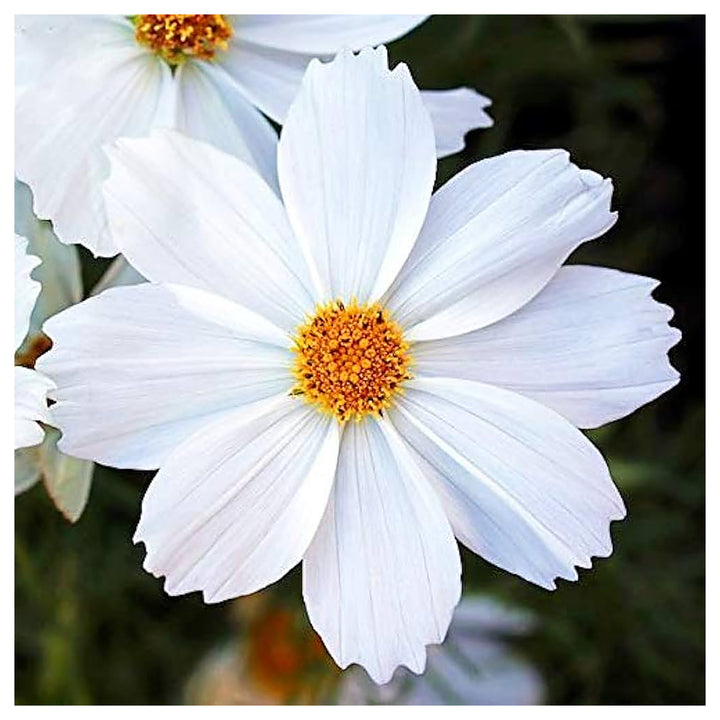 White Cosmos Flower Seeds for Planting - Heirloom Non-GMO High Germination Organic Garden Seeds | Neera Seeds product photo [neera-v4-f4ca2b83202de90cab14]