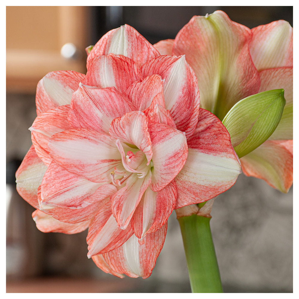 Hippeastrum Flower Seeds – Heirloom Non-GMO Amaryllis Seeds for Elegant and Colorful Gardens | Neera Seeds product photo [neera-v4-f4d10d867c6720e47921]