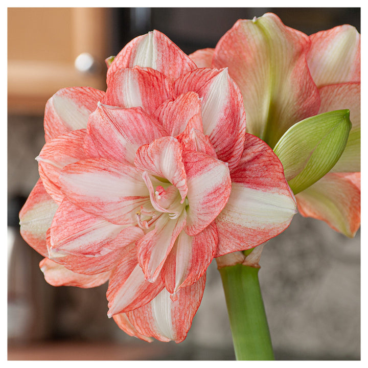 Hippeastrum Flower Seeds – Heirloom Non-GMO Amaryllis Seeds for Elegant and Colorful Gardens | Neera Seeds product photo [neera-v4-f4d10d867c6720e47921]