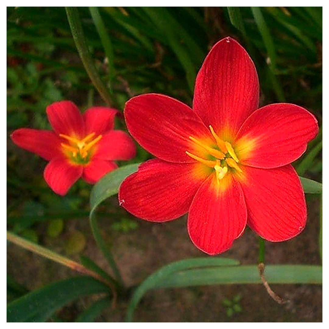 Red Zephyranthes Candida Bulbs Flowers Flower Seeds Home Garden Planting, Landscape Organic | Neera Seeds product photo [neera-v4-f50c441dbbd71abf30a5]