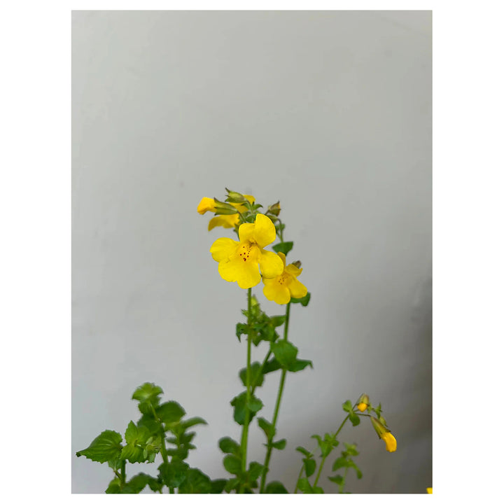 Yellow Mimulus Guttatus Flower Seeds for Planting – Heirloom, Non-GMO, High Germination Organic Garden Seeds | Neera Seeds product photo [neera-v4-f50d5ce6a8b7084af357]