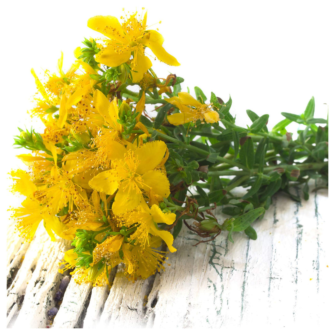 Heirloom Non-GMO Hypericum Flower Seeds for Planting – Medicinal Ornamental Garden Seeds | Neera Seeds product photo [neera-v4-f5183f6c99fe13d62286]