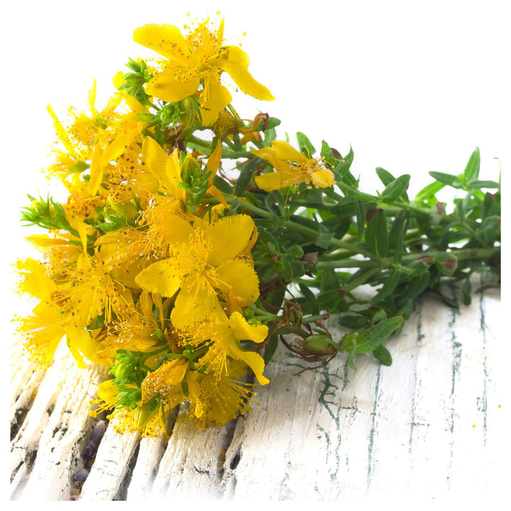 Heirloom Non-GMO Hypericum Flower Seeds for Planting – Medicinal Ornamental Garden Seeds | Neera Seeds product photo [neera-v4-f5183f6c99fe13d62286]