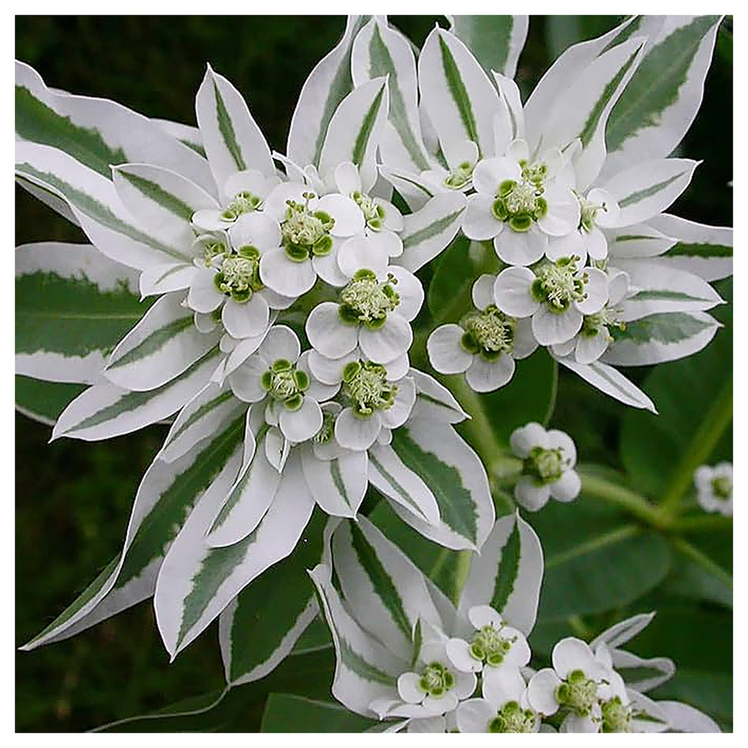 Heirloom White Green Euphorbia Marginata Flower Seeds for Planting, Non-GMO | Neera Seeds product photo [neera-v4-f51b453feec772f09c3a]