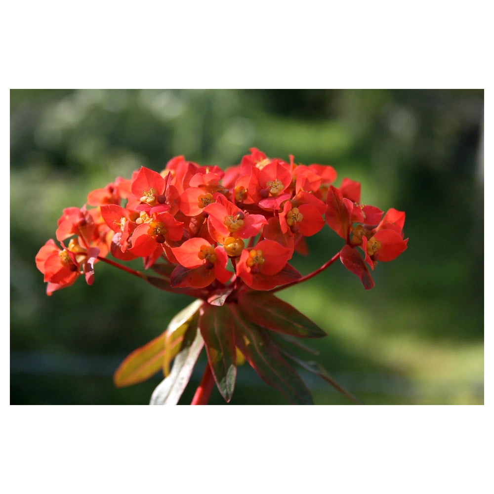Red Euphorbia Griffithii Flower Seeds – Heirloom Non-GMO Seeds for Planting | High Germination Organic Garden Seeds | Neera Seeds product photo [neera-v4-f52fcf954ab3dae1ad21]