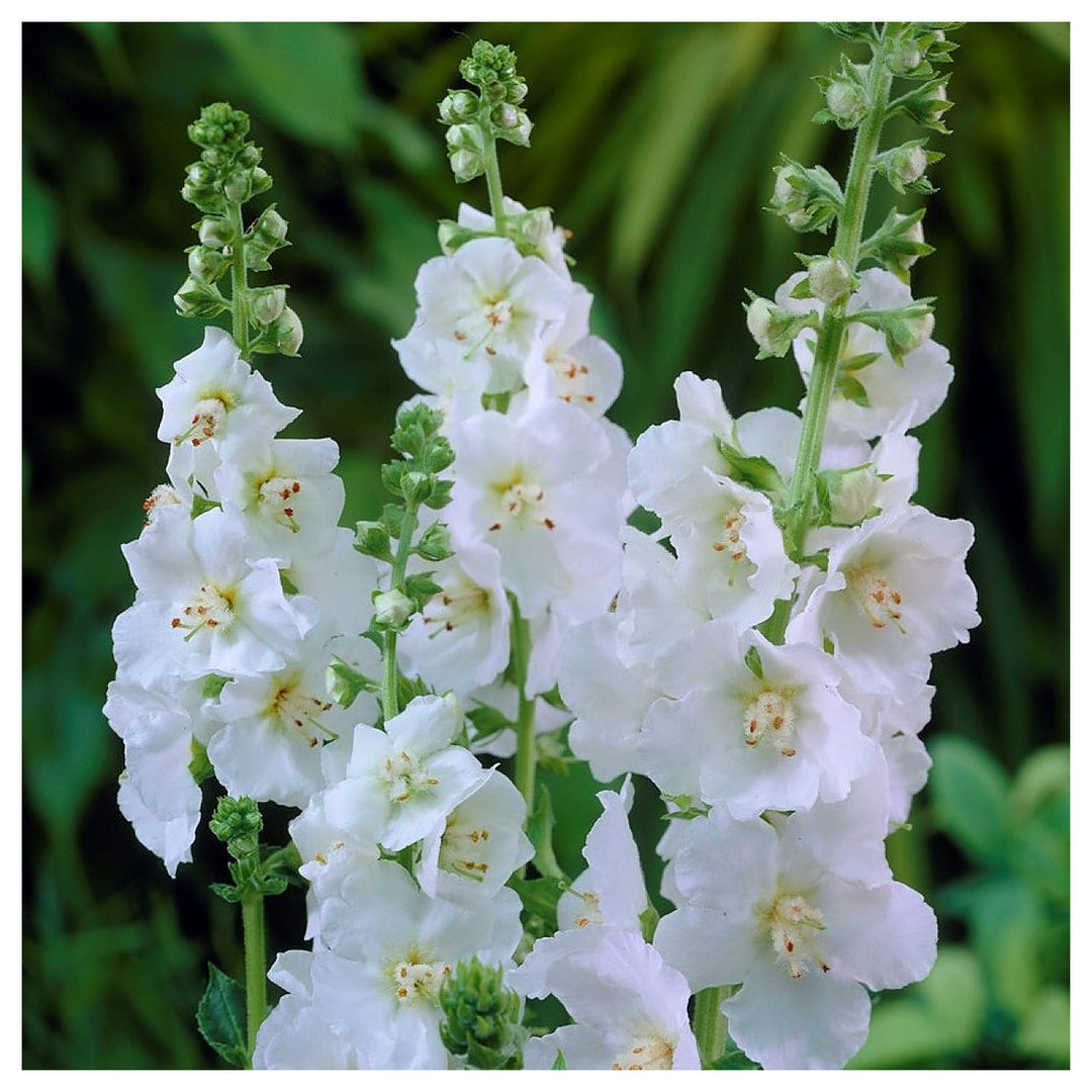 White Verbascum Flower Seeds for Planting – Heirloom, Non-GMO, High Germination Organic Garden Seeds | Neera Seeds product photo [neera-v4-f53741c410d712c40aea]