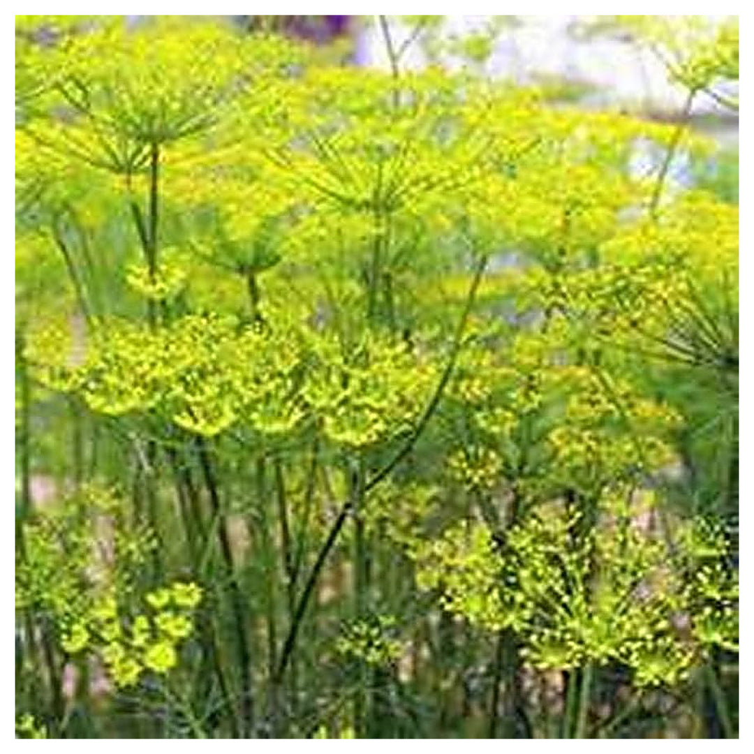 Fennel Foeniculum Vulgare Florenz Flower Seeds Home Garden Planting, Landscape Organic Blooming | Neera Seeds product photo [neera-v4-f5405e3202ad4e4e0a74]