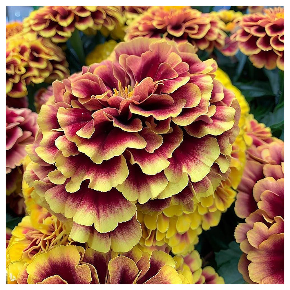French Marigold Flower Seeds – Heirloom, Non-GMO, High Germination Organic Garden Seeds for Planting | Neera Seeds product photo [neera-v4-f544f270a4f02fd6d87a]