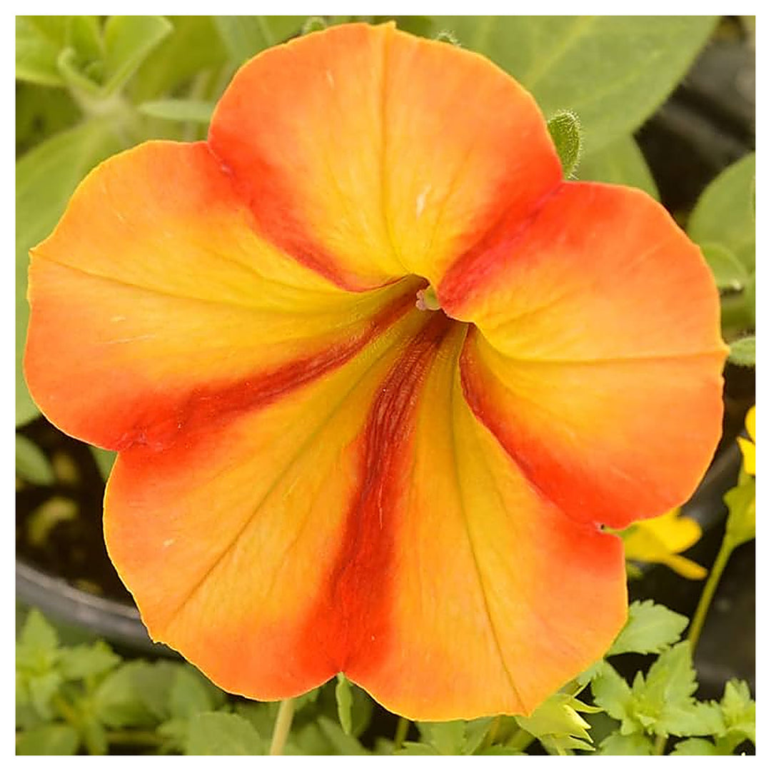 Orange Yellow Petunia Flower Seeds – Heirloom, Non-GMO, High Germination Organic Garden Seeds for Planting Vibrant  | Neera Seeds product photo [neera-v4-f54abb5a523056002da9]