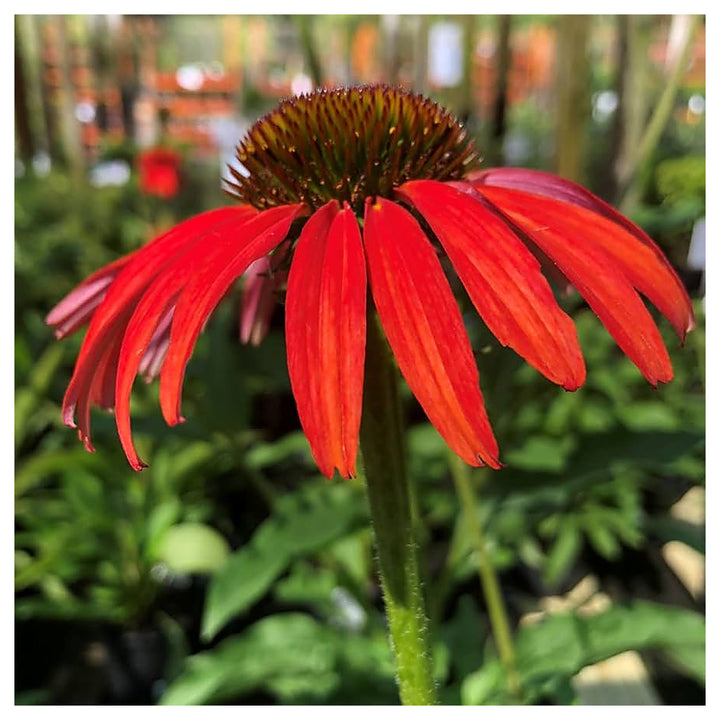Heirloom Non-GMO Red Coneflower Seeds – Vibrant Pollinator Blooms for Garden Planting | Neera Seeds product photo [neera-v4-f54e446b11b5f2906cff]