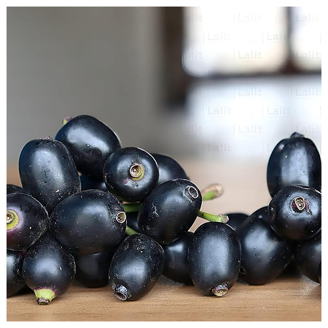 Jamun Seeds (Java Plum) – Fast-Growing Tropical Fruit Seeds for Garden Planting | Neera Seeds product photo [neera-v4-f560279308ec8bc2ee67]