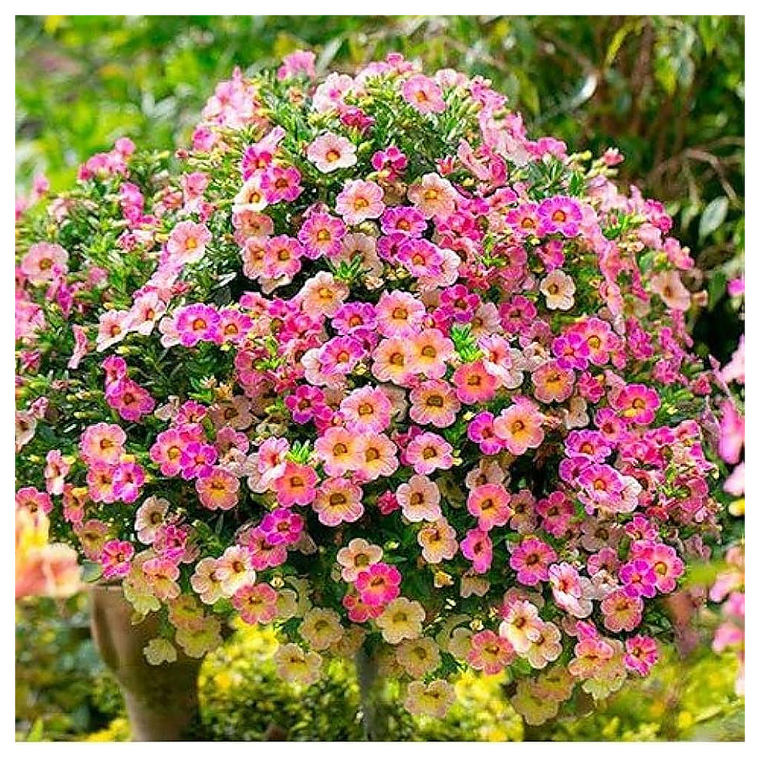Large Flower Petunia Rotating Petals And Vibrant Blooms Flower Seeds Home Garden Planting, | Neera Seeds product photo [neera-v4-f565d81a192d22bd98fb]