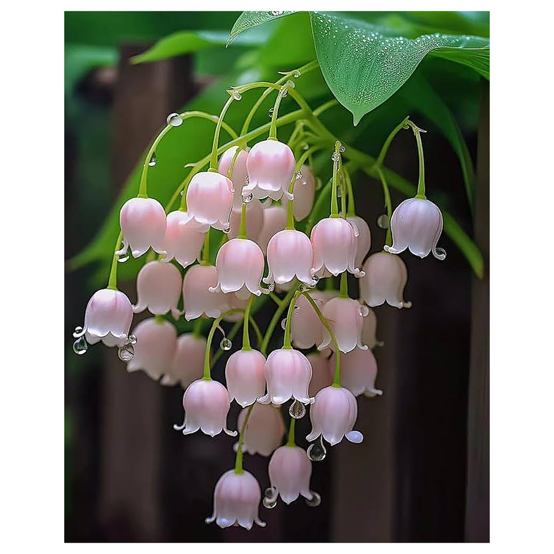 Lily Convallaria Majalis Lily Of The Valley Flower For Planting Fragrant Spring Blooms For Shaded Garden Beds Heirl | Neera Seeds product photo [neera-v4-f571dd4cd354983966ee]