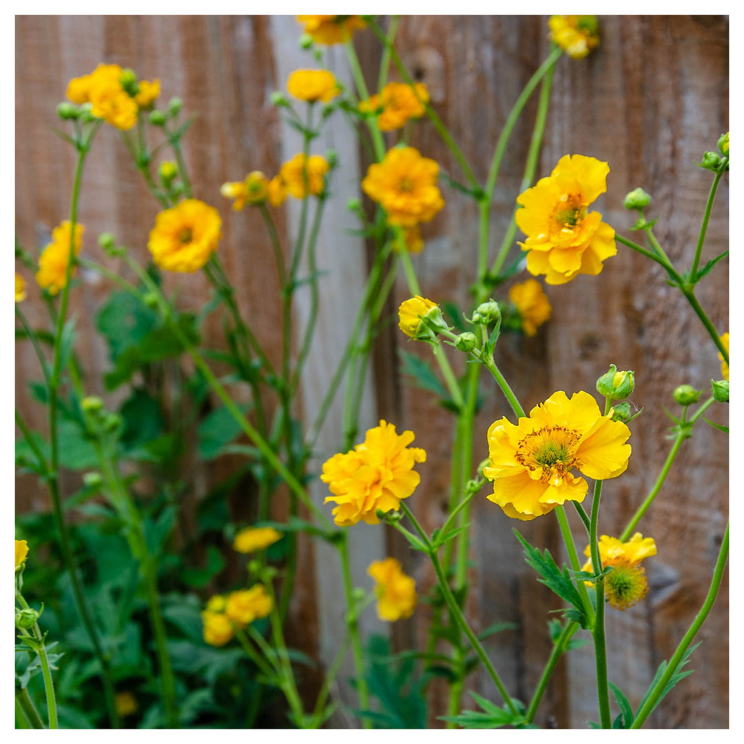 Heirloom Lady Stratheden Flower Seeds, Non-GMO Golden Globe Blooms for Classic Garden Planting | Neera Seeds product photo [neera-v4-f57566ce18ed95cdc5f1]